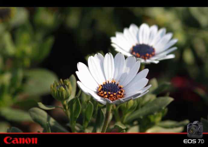 太湖鼋头渚公园的鲜花和虎斑地鸫