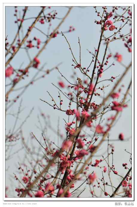 尼康105mm/f2.8幑距镜头下的梅花