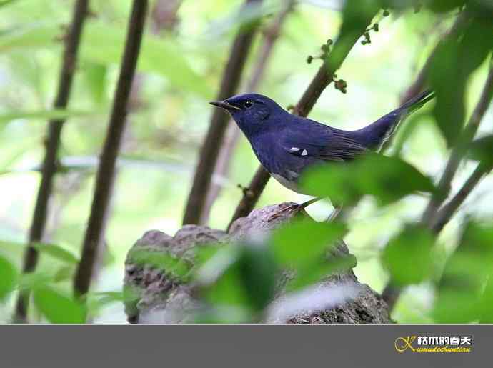 白腹短翅鸲、红头穗鹛、方尾鶲、蓝额红尾鸲、黄腹山雀