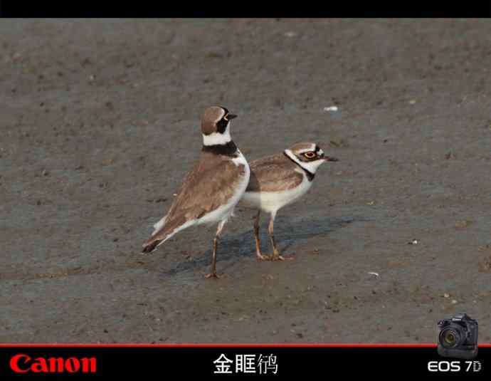 金眶鸻也风流