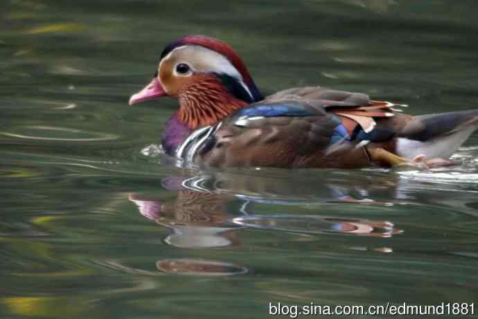 灵魂之窗 望远镜摄影Digiscoping