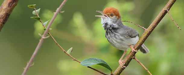 柬埔寨缝叶莺（Cambodian Tailorbird）的发现经过