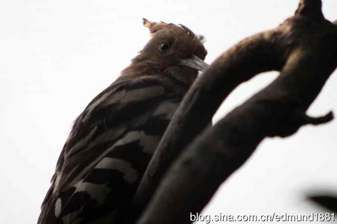 灵魂之窗 望远镜摄影Digiscoping