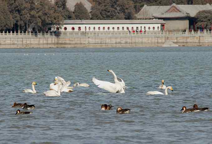 数百天鹅雁鸭客栖昆明湖