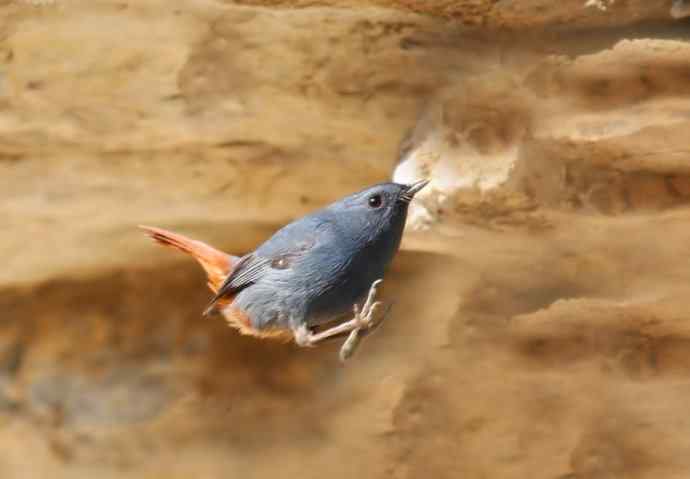 野生红尾水鸲