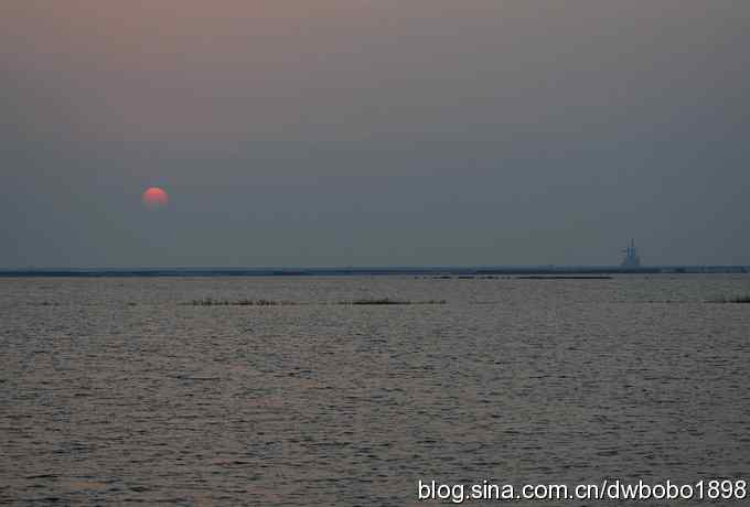 乐亭海滨：夕阳下的反嘴鹬