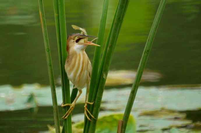 黄苇鳽天天吃鲜鱼