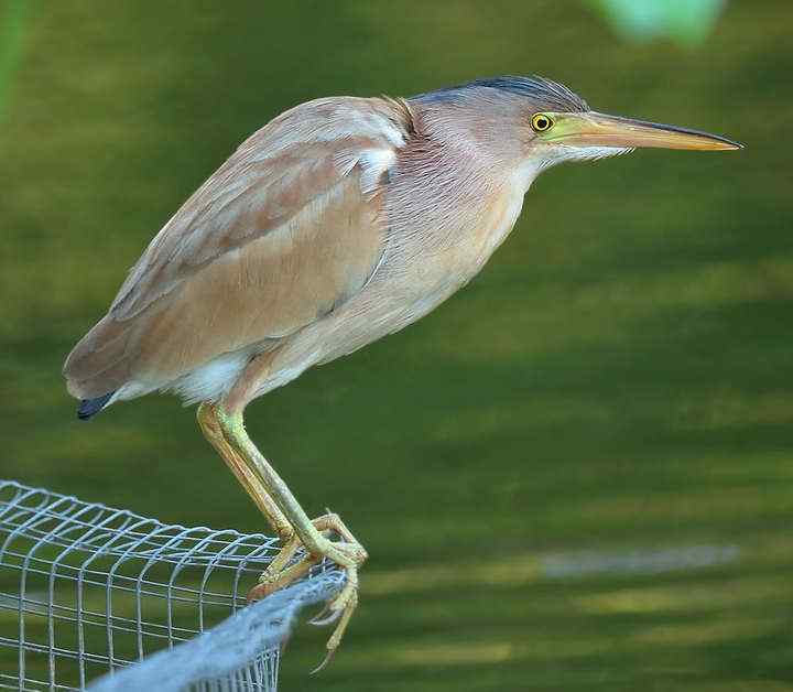 黄苇鳽叫声下载