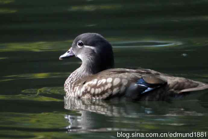 灵魂之窗 望远镜摄影Digiscoping