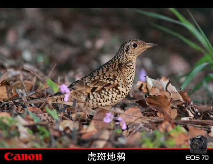 太湖鼋头渚公园的鲜花和虎斑地鸫