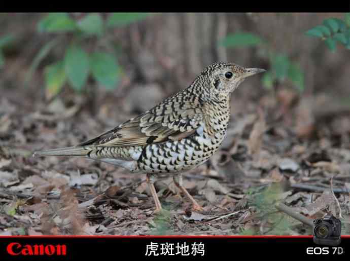 太湖鼋头渚公园的鲜花和虎斑地鸫