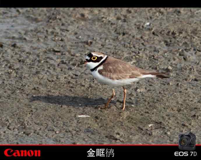 金眶鸻也风流