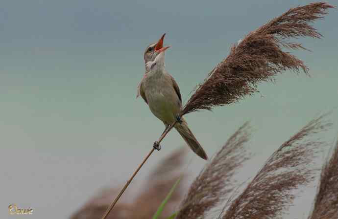 芦荡恋歌：东方大苇莺