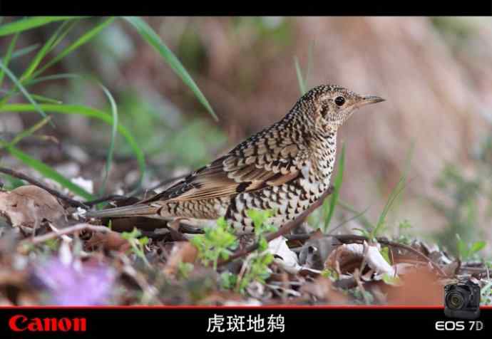 太湖鼋头渚公园的鲜花和虎斑地鸫