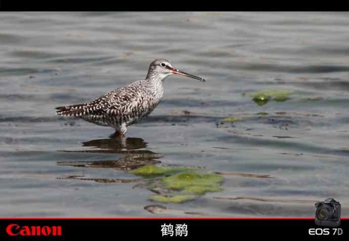 清明观鸟