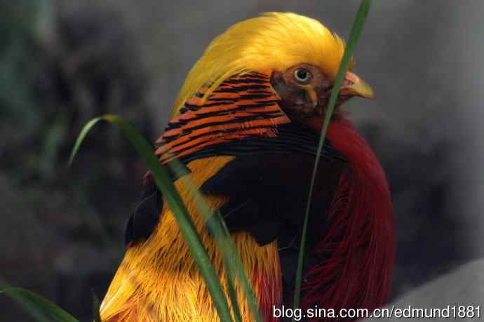 灵魂之窗 望远镜摄影Digiscoping