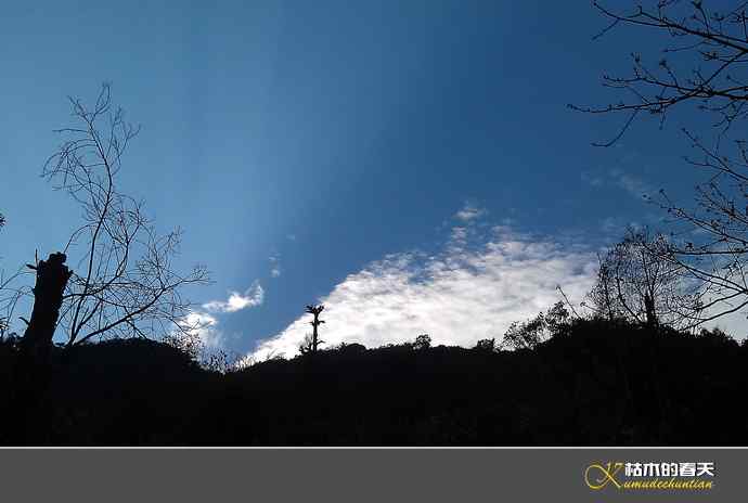 百花岭拍鸟：记录“血雀”