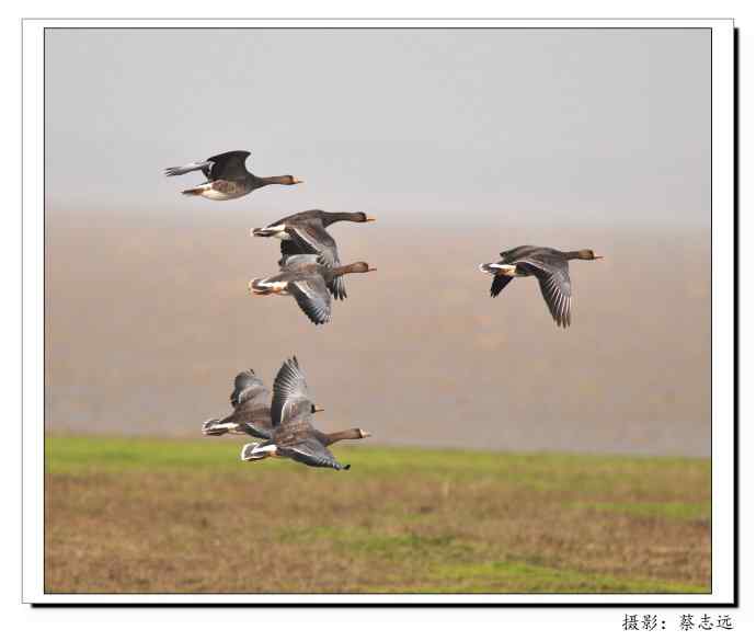 适马500mm镜头下的鄱阳湖大雁