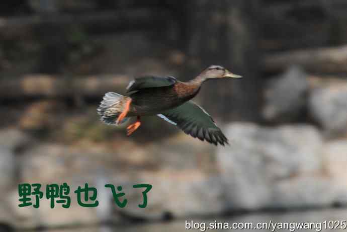 北京动物园的鸟类——飞（斑头雁、野鸭）