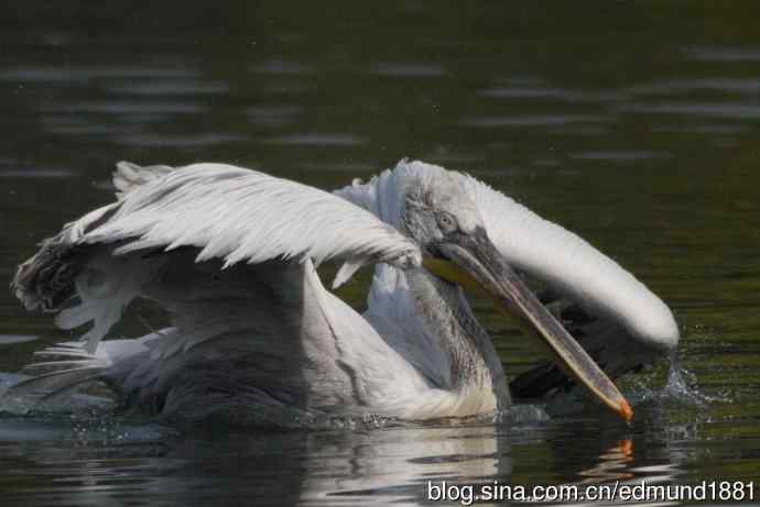 灵魂之窗 望远镜摄影Digiscoping