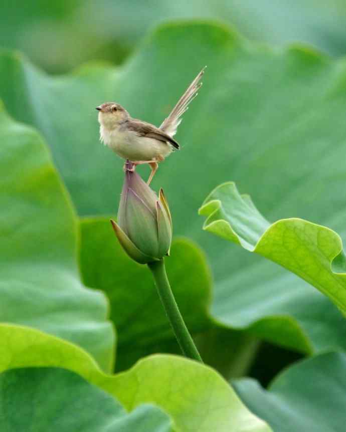 四川西昌鸟类摄影——荷花与精灵