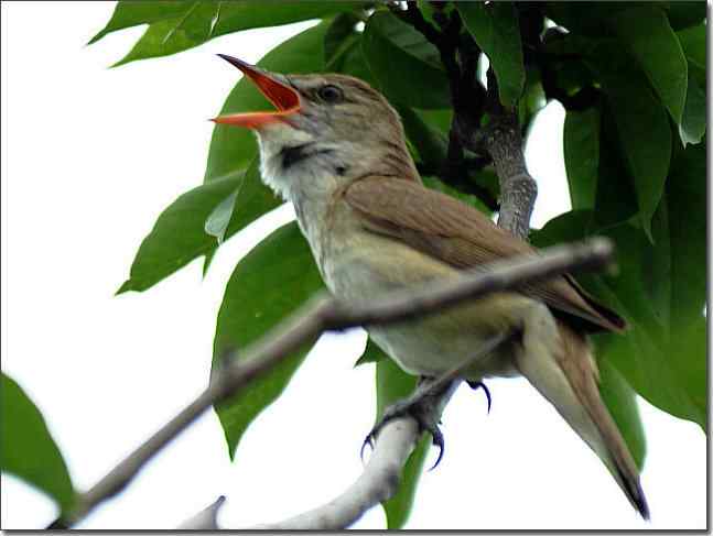 奥体公园观赏大苇莺