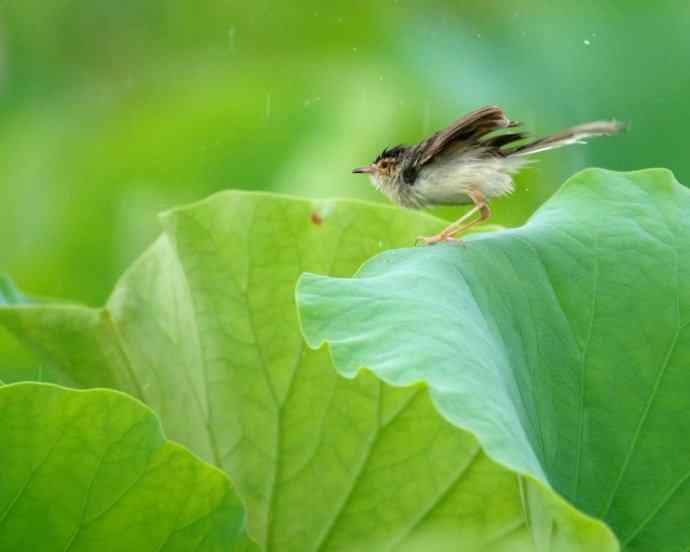 四川西昌鸟类摄影——雨荷