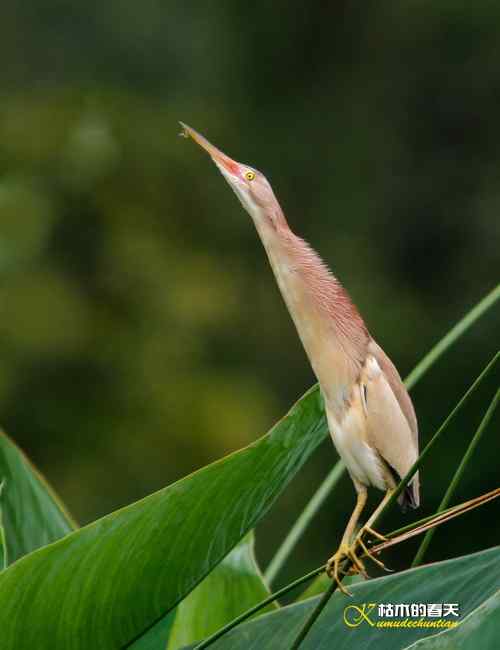 也拍“黄苇鳽”