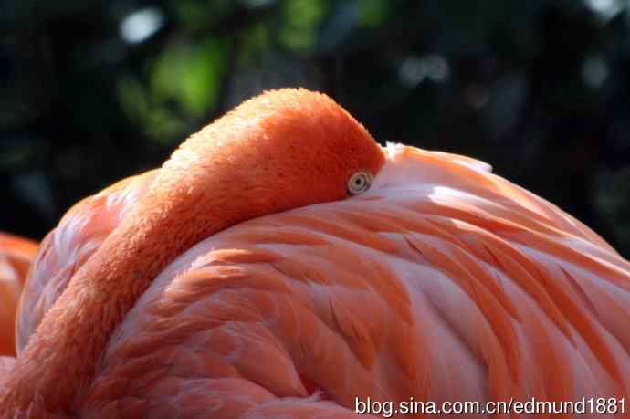 灵魂之窗 望远镜摄影Digiscoping