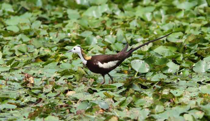 一天苦苦守候，喜获两个新鸟种：黑鳽、灰胸竹鸡