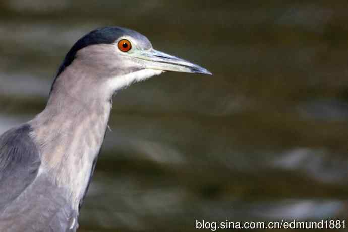 灵魂之窗 望远镜摄影Digiscoping