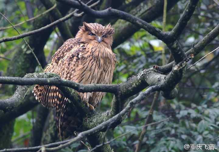 硕大的猫头鹰——黄脚鱼鸮吐食丸 硕大的猫头鹰——黄脚鱼鸮吐食丸