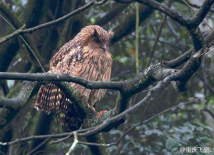 硕大的猫头鹰——黄脚鱼鸮吐食丸 硕大的猫头鹰——黄脚鱼鸮吐食丸