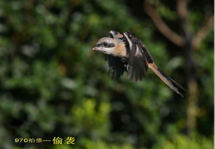 小伯劳成长记(5)结束篇  群友部分精彩作品选