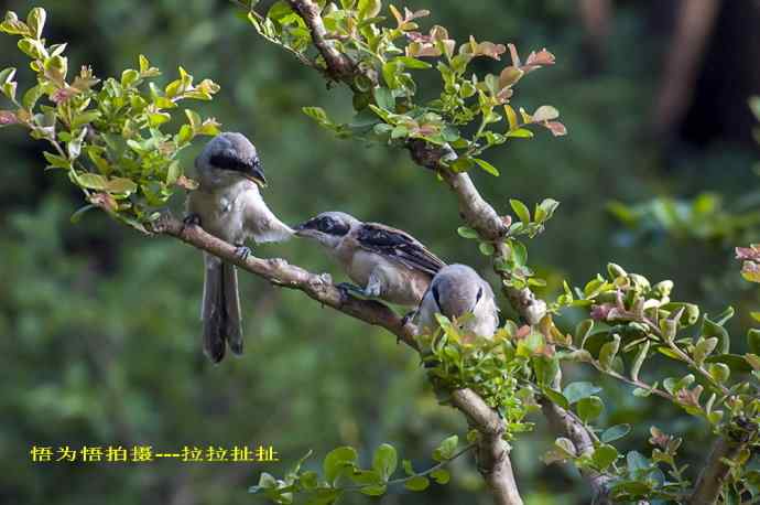 小伯劳成长记(5)结束篇  群友部分精彩作品选