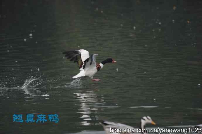 北京动物园的鸟类——飞 （雾拍水禽湖 杂片）