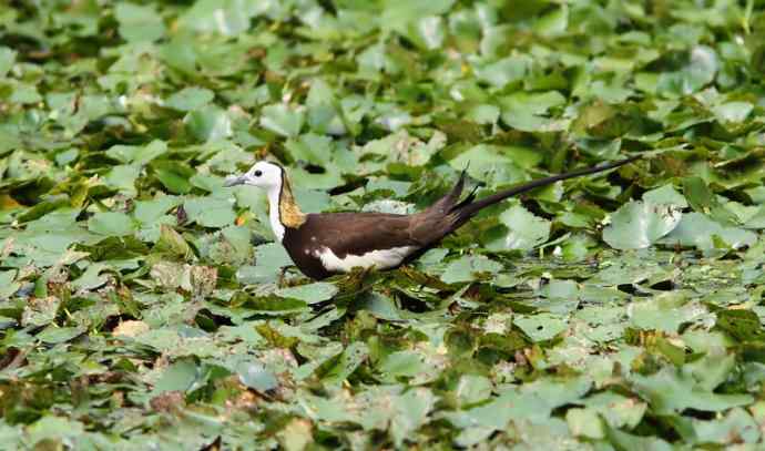 一天苦苦守候，喜获两个新鸟种：黑鳽、灰胸竹鸡