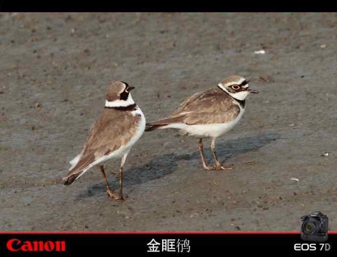 金眶鸻也风流