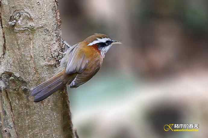 红头、虎纹、棕颈钩嘴鹛