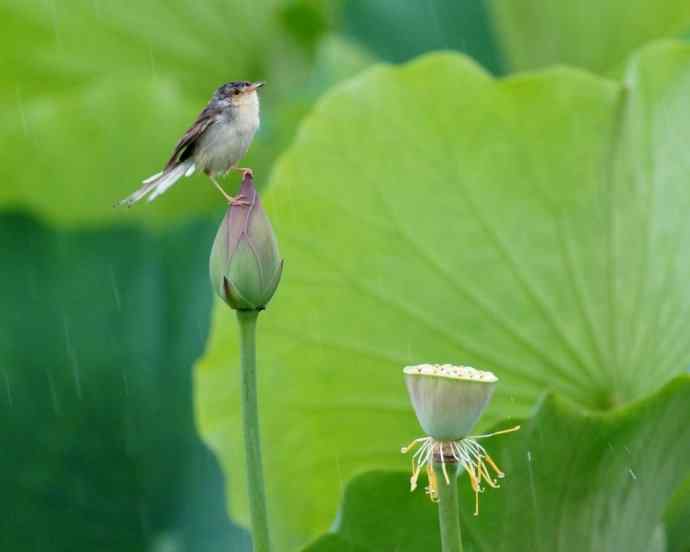 四川西昌鸟类摄影——雨荷