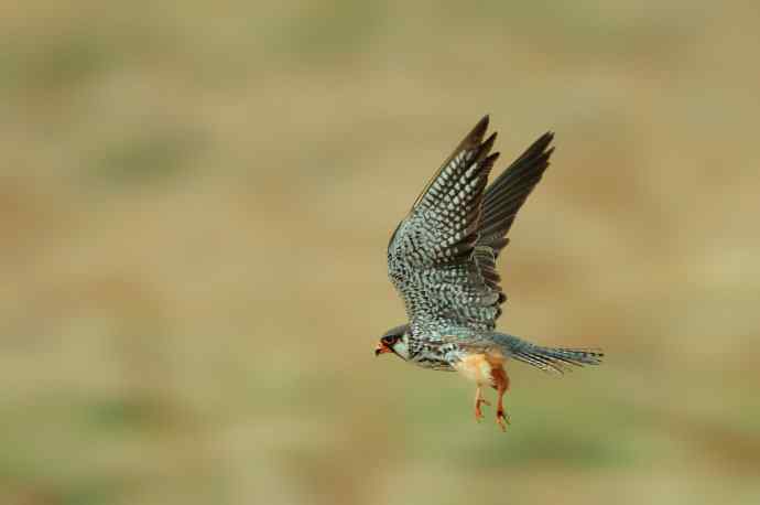 阿穆尔隼（Falco amurebsis）