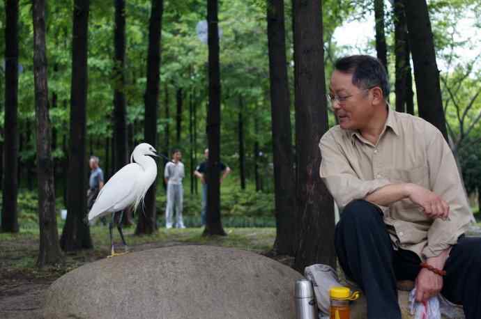 白鹭的故事