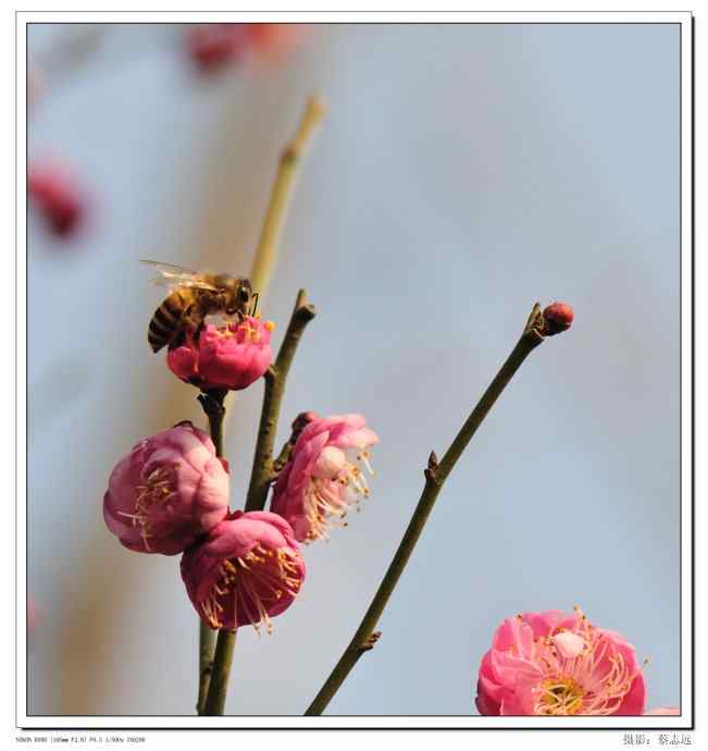 尼康105mm/f2.8幑距镜头下的梅花