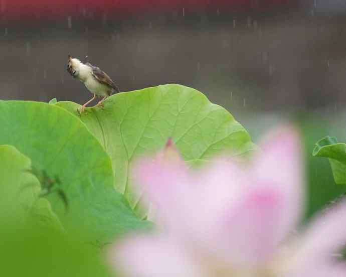 四川西昌鸟类摄影——雨荷