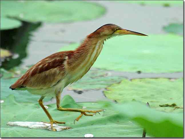 奥体公园观赏黄苇鳽