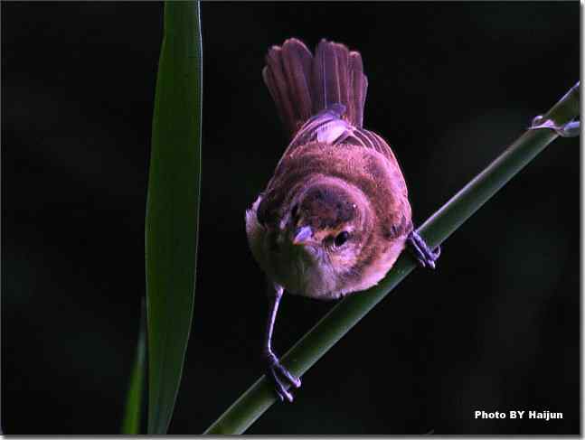 奥体公园观赏大苇莺