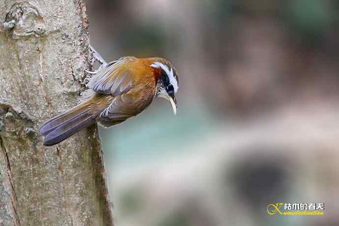 红头、虎纹、棕颈钩嘴鹛