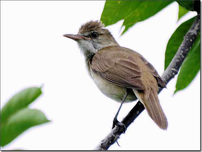 奥体公园观赏大苇莺