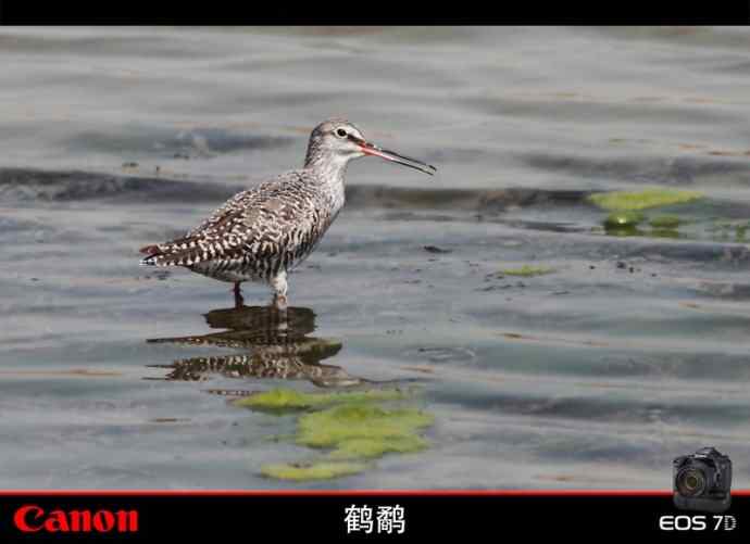 清明观鸟