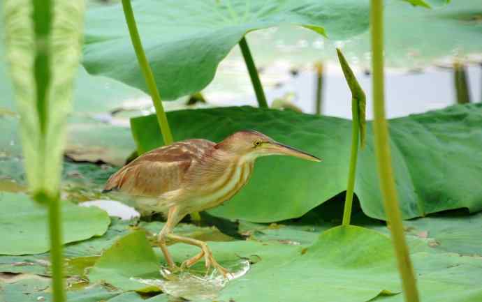 黄苇鳽天天吃鲜鱼